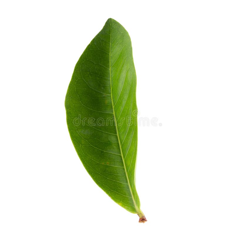 Green leaf isolated on a white background royalty free stock image