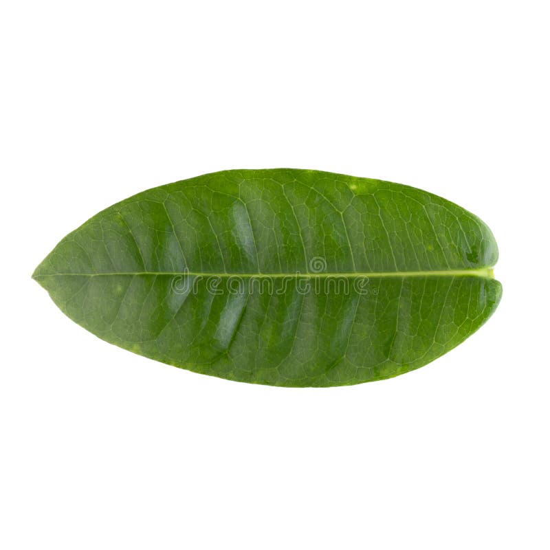 Green leaf isolated on a white background stock image