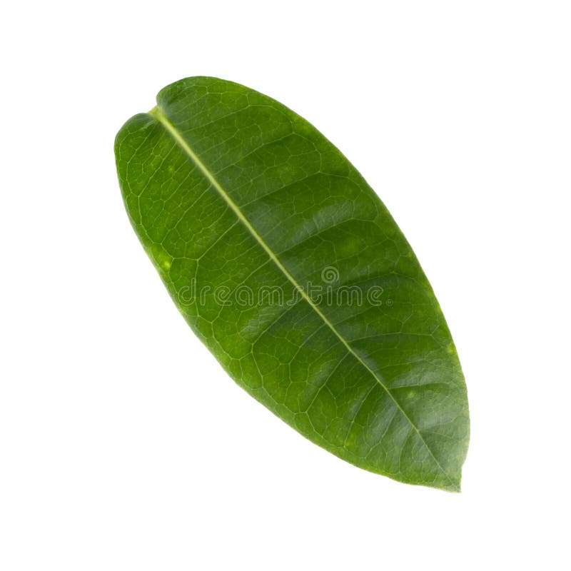 Green leaf isolated on a white background royalty free stock image