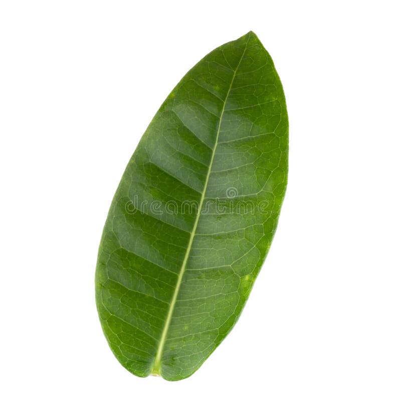 Green leaf isolated on a white background royalty free stock images