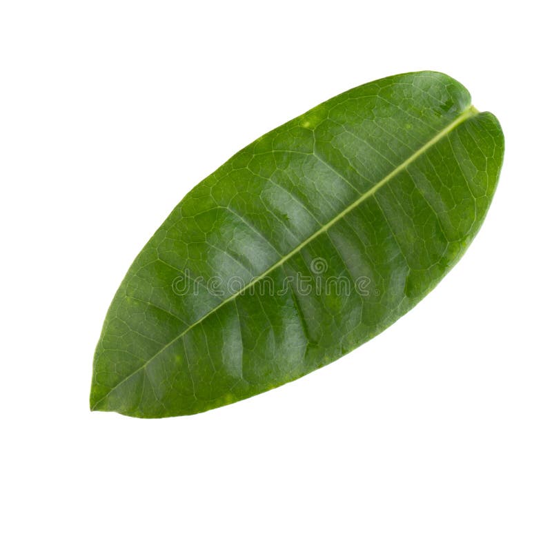 Green leaf isolated on a white background stock images