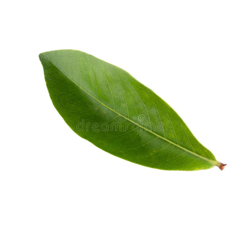 Green leaf isolated on a white background royalty free stock image