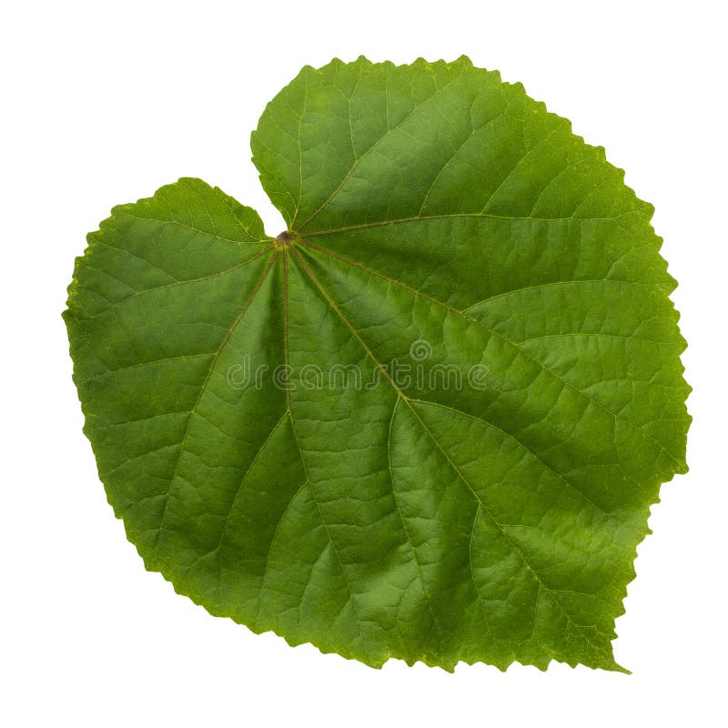 Green leaf isolated on a white background stock photography