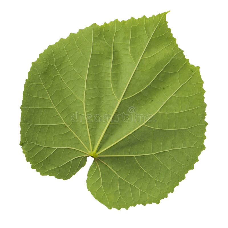 Green leaf isolated on a white background stock images