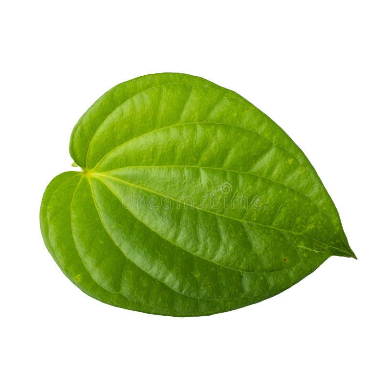 Green leaf isolated on a white background royalty free stock image