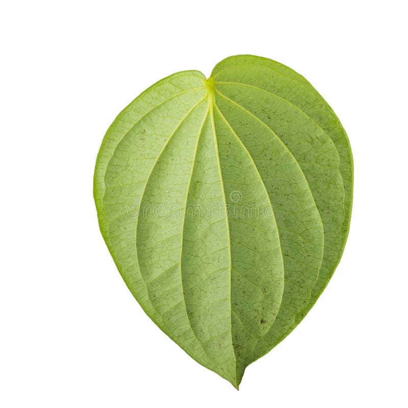 Green leaf isolated on a white background stock image