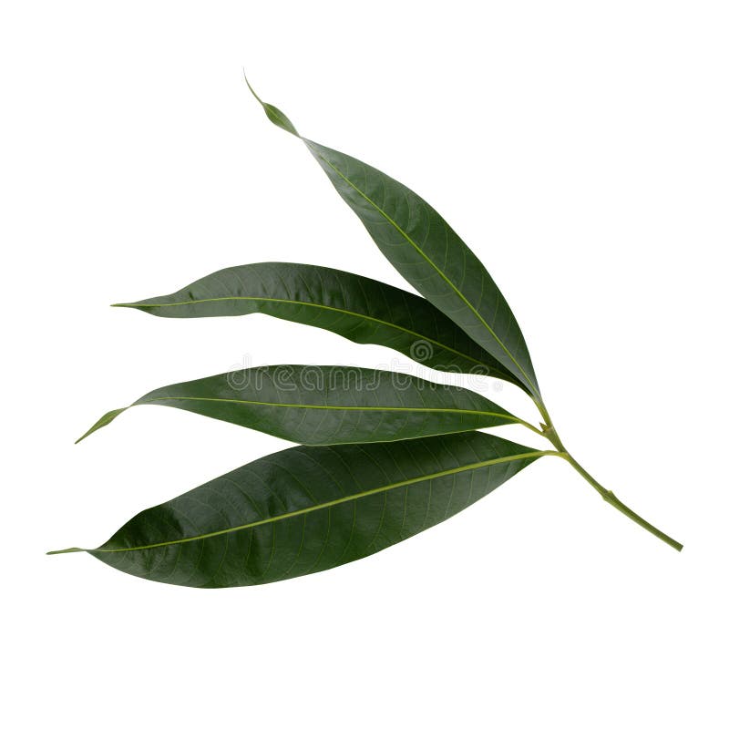 Green leaf isolated on a white background royalty free stock photos