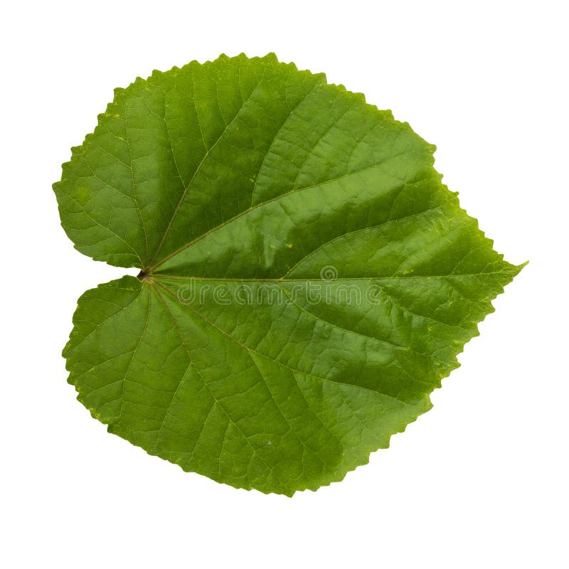 Green leaf isolated on white background stock image