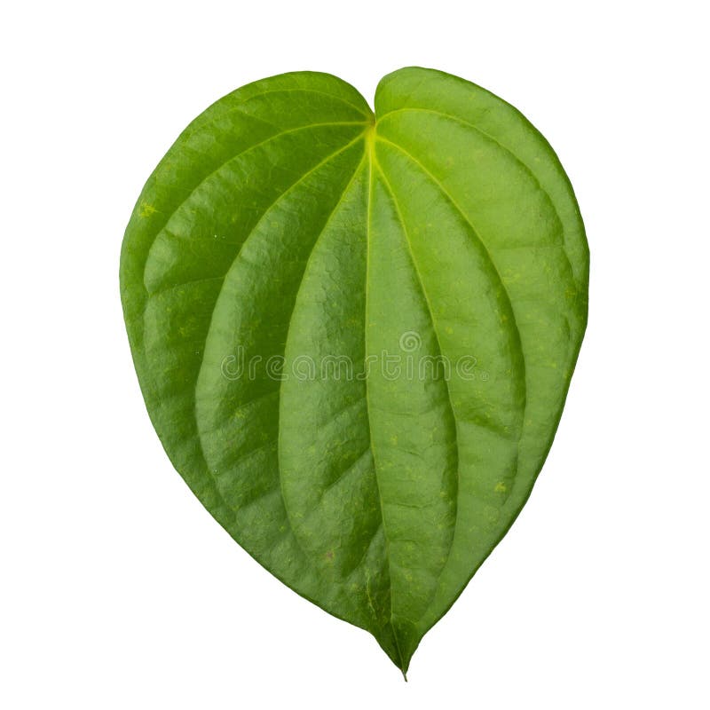 Green leaf isolated on white background stock photos