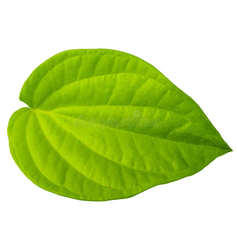 Green leaf isolated on white background stock photography