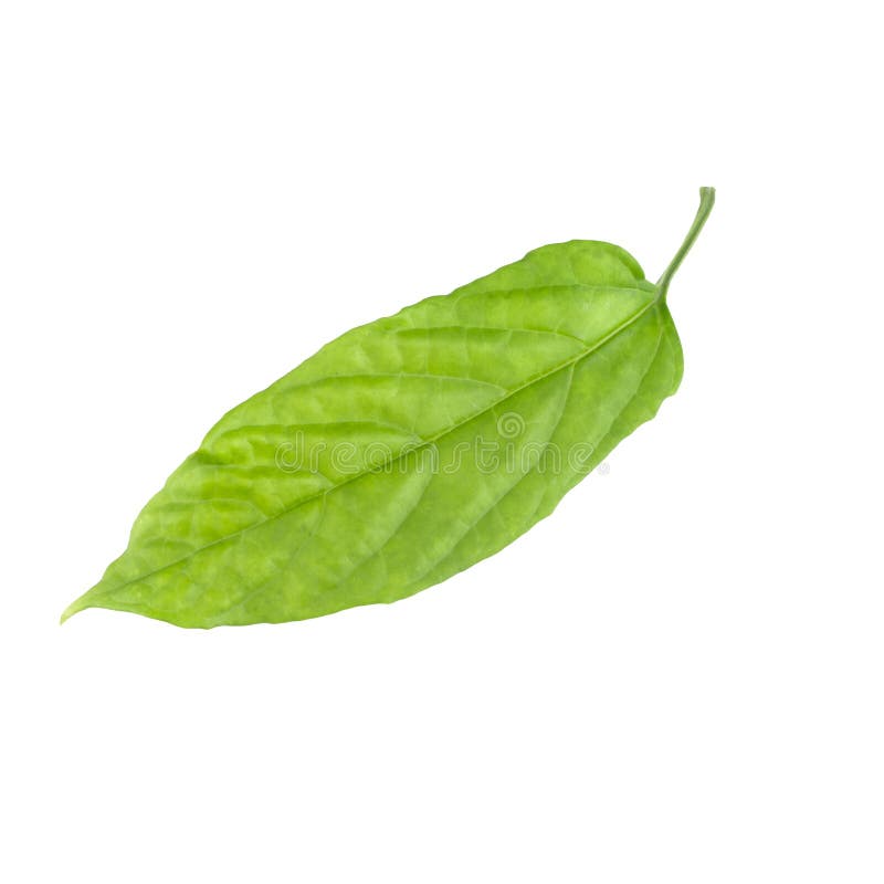 Green leaf isolated on a white background royalty free stock image