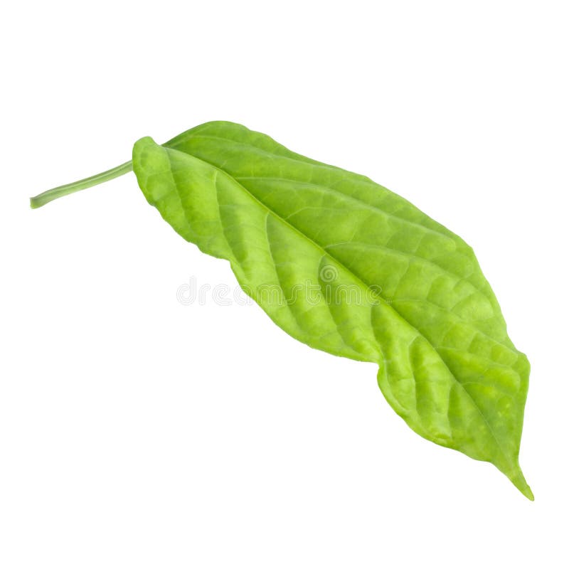 Green leaf isolated on a white background royalty free stock image