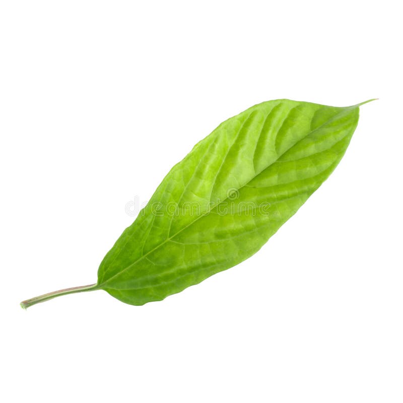 Green leaf isolated on a white background stock photos