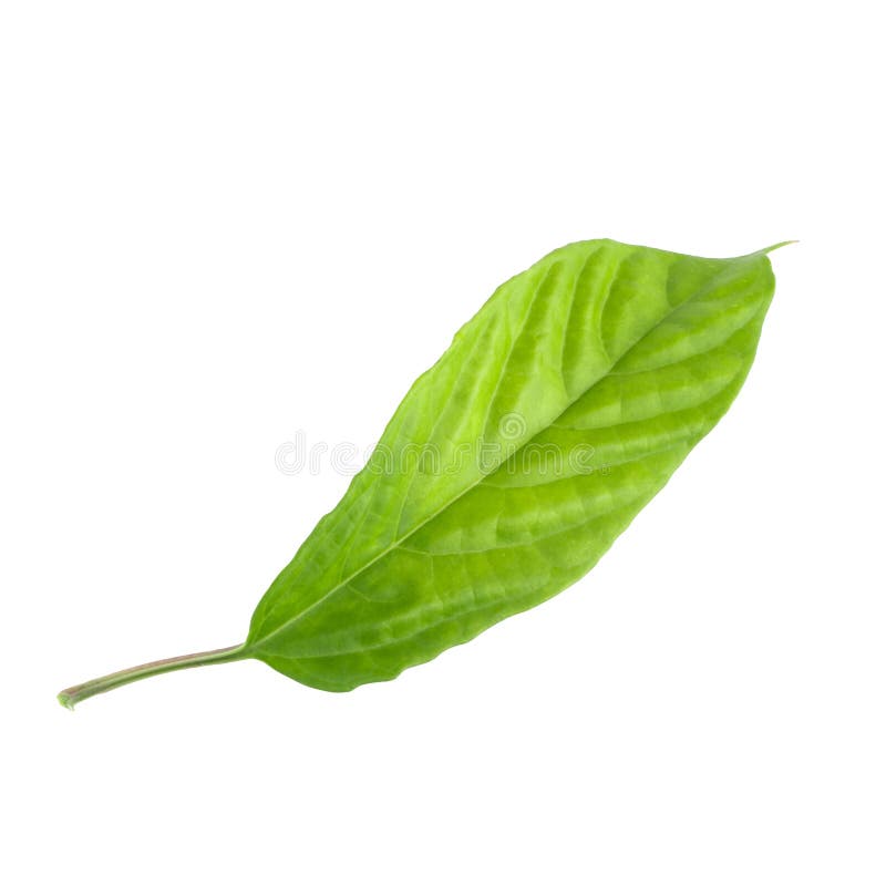 Green leaf isolated on a white background stock images