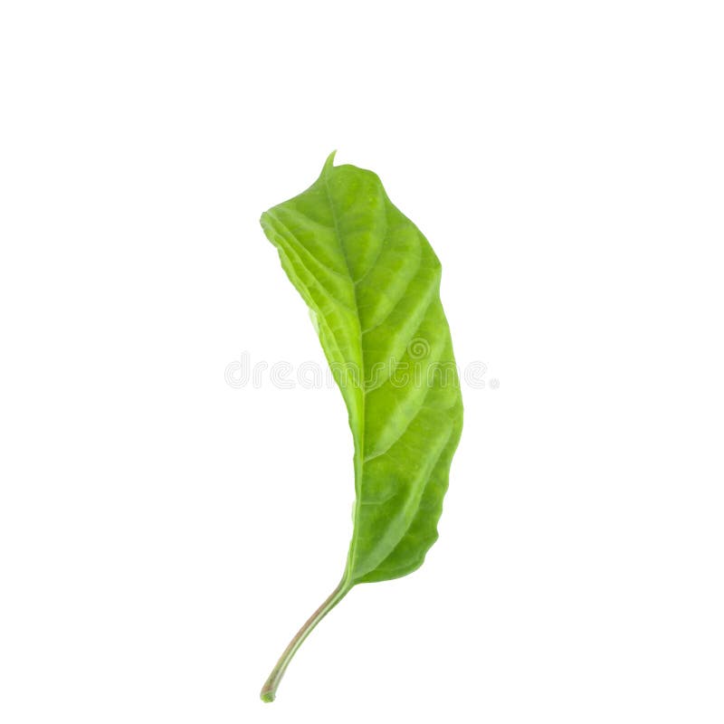 Green leaf isolated on a white background stock photo