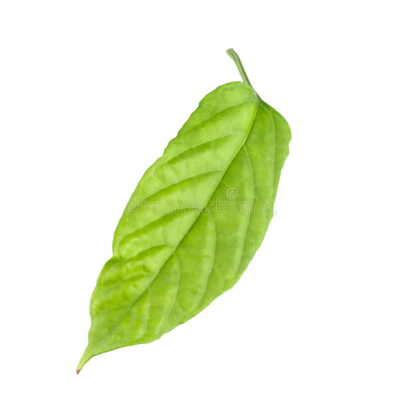Green leaf isolated on a white background stock photos