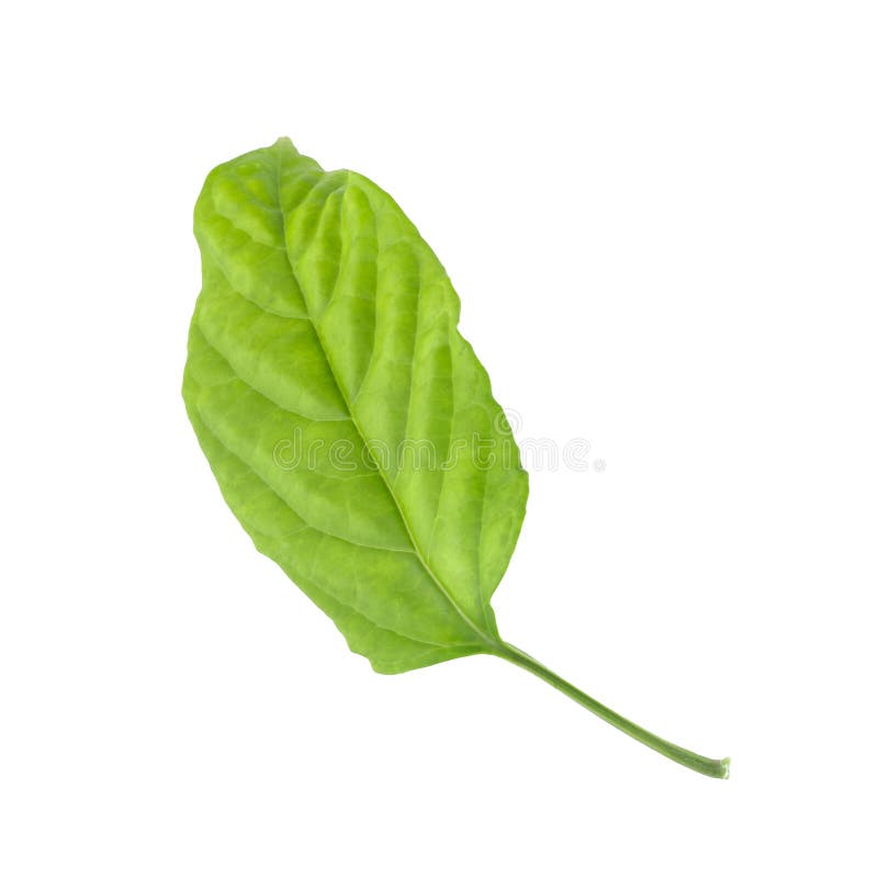 Green leaf isolated on a white background royalty free stock photography