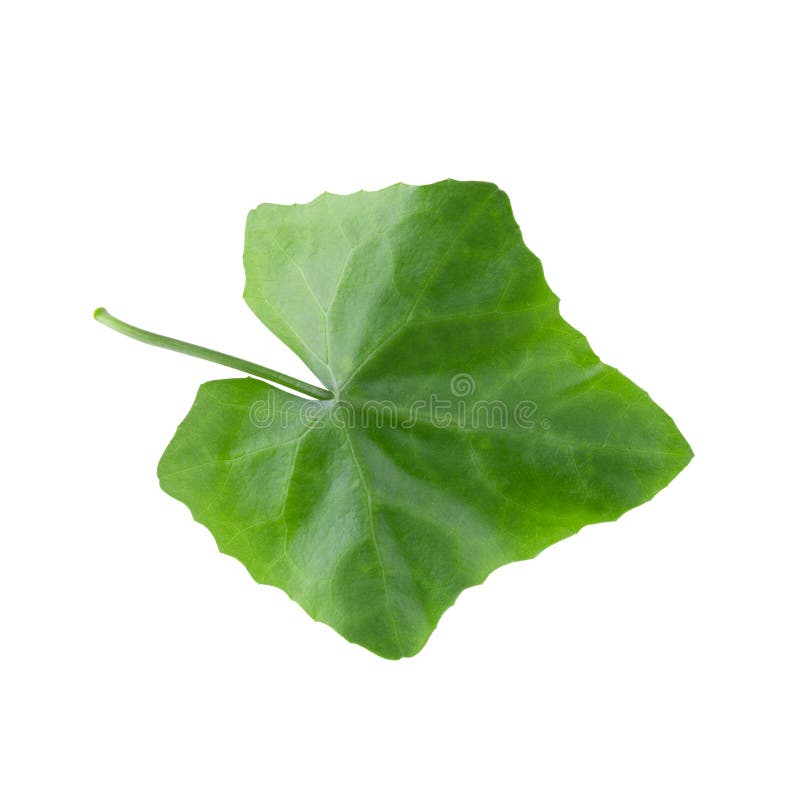 Green leaf isolated on a white background royalty free stock image