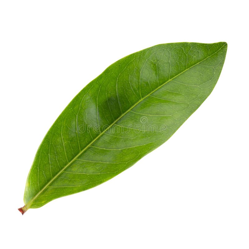 Green leaf isolated on white background stock photography
