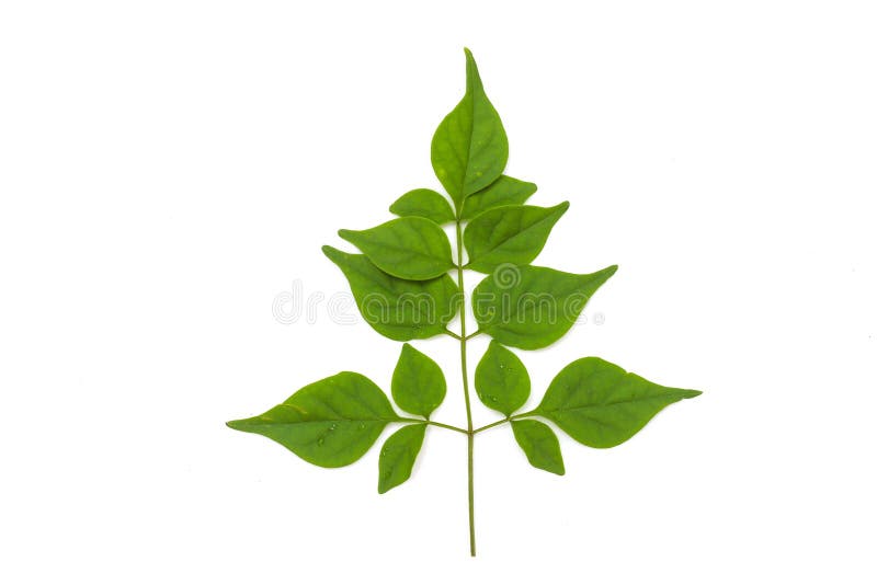 Green leaf isolated on white