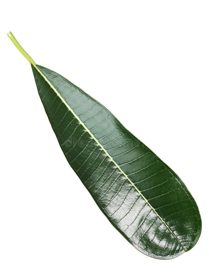 Green leaf isolatedâ€‹ onâ€‹ whiteâ€‹ background with clipping p royalty free stock photos