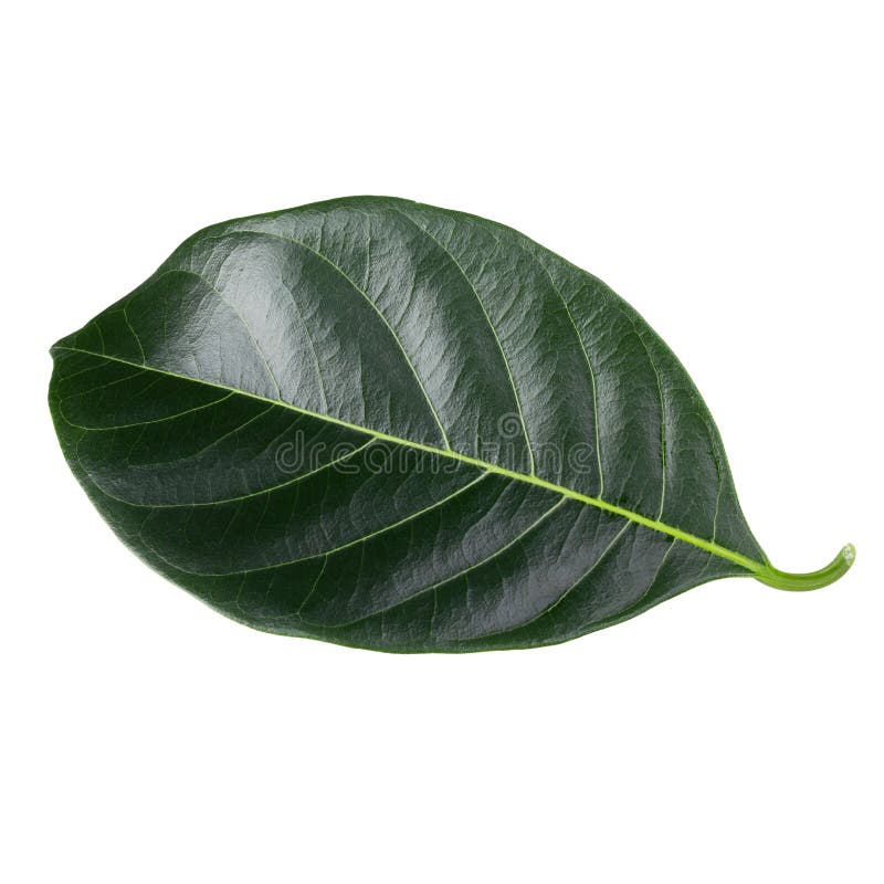 Green leaf of Jackfruit isolated on white background. with clipping path royalty free stock photography
