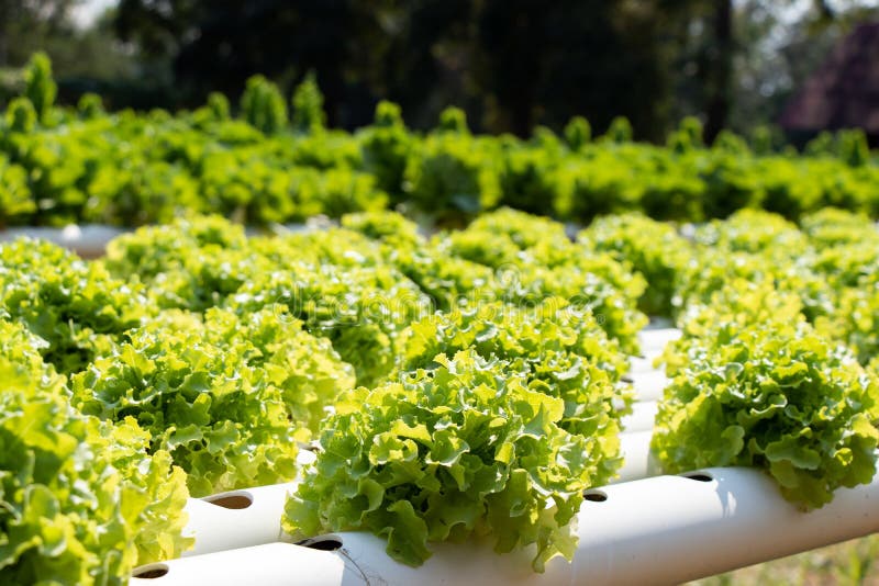 Green Leaf Lettuce Farm that Plant with Hydroponics Method Stock Photo