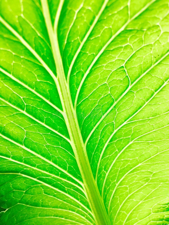 Green Leaf through the Light Stock Image Image of botany, garden
