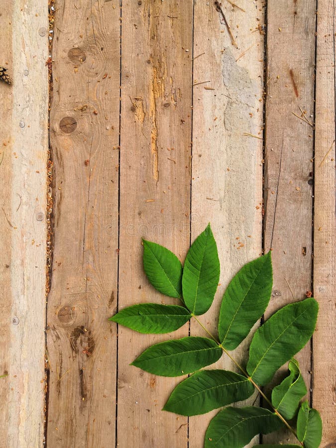 Bộ sưu tập 543 Wood background with leaves Tải miễn phí, chất lượng cao