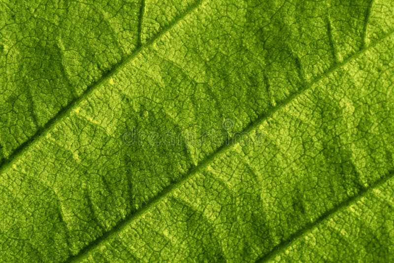 Green leaf macro