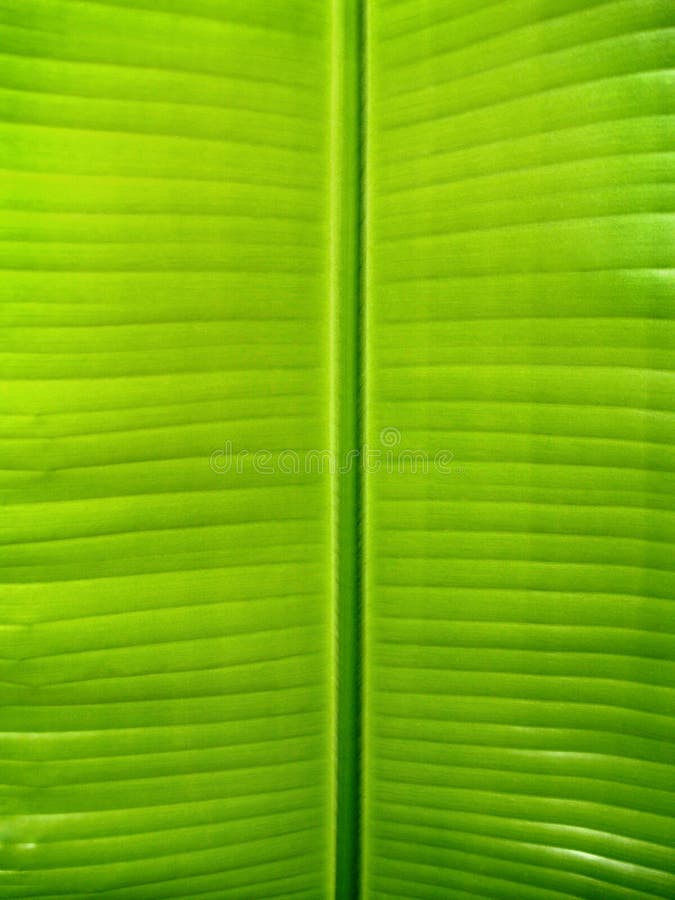 Green leaf macro close-up closeup