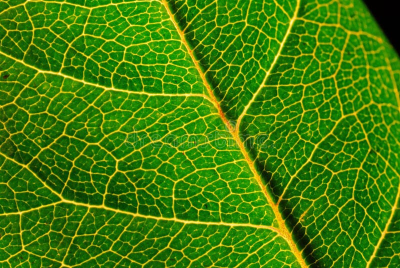 Green leaf macro, detail veining