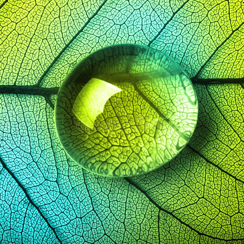 Green leaf macro with drops