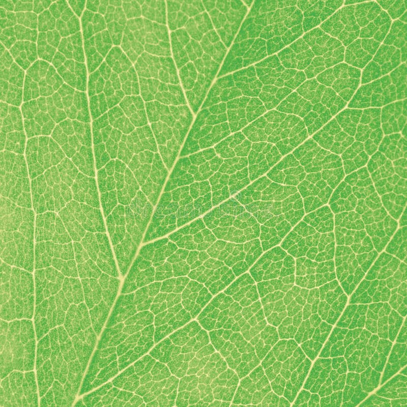 Green Leaf Macro Textured Closeup Large Detailed Abstract Background Texture Pattern Detail stock images