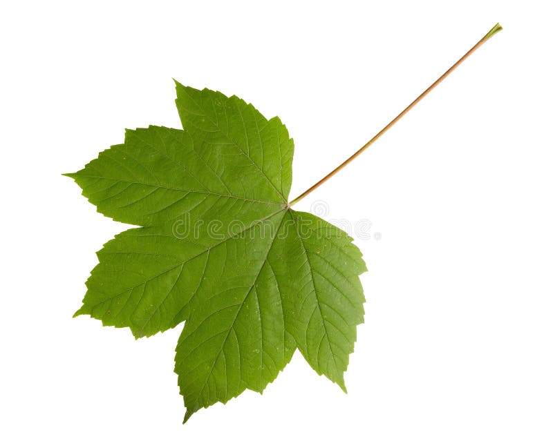 Green leaf of maple tree isolated on white backg