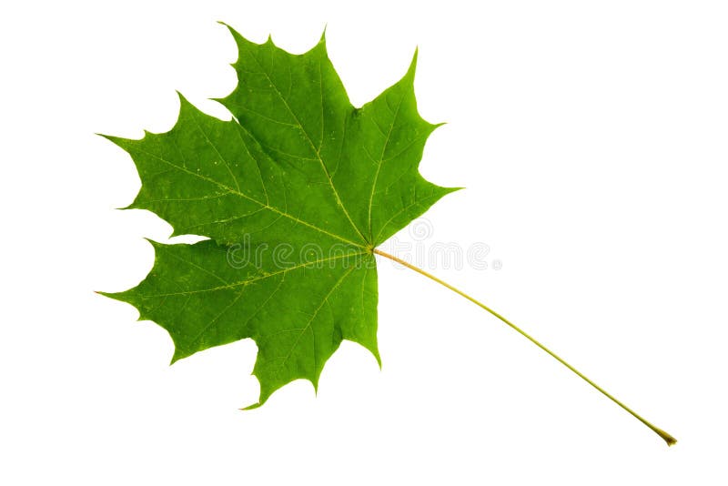 Green leaf of maple tree isolated on white backg