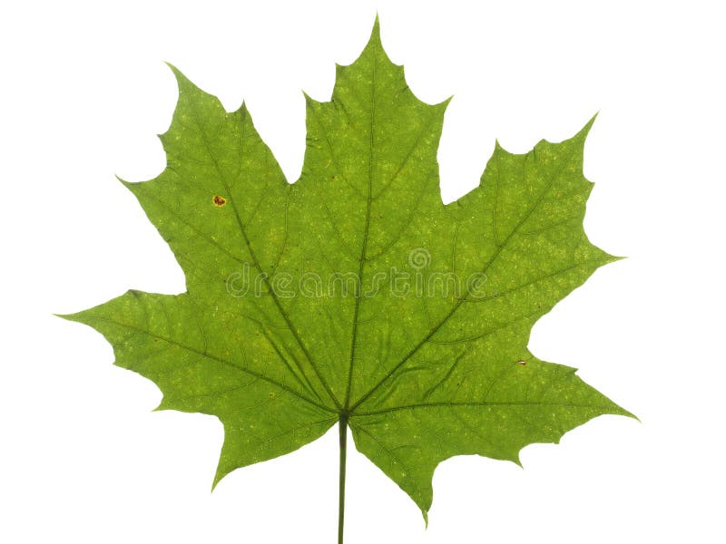 Green leaf of a maple tree isolated on white background.