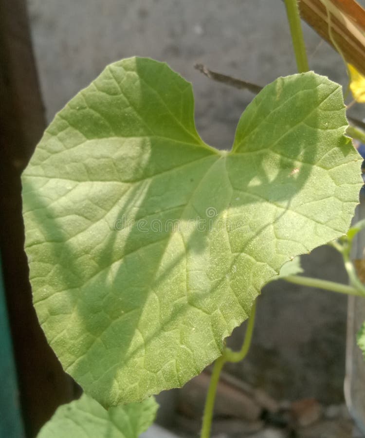 Green leaf of melon plant stock image. Image of herb 256014141