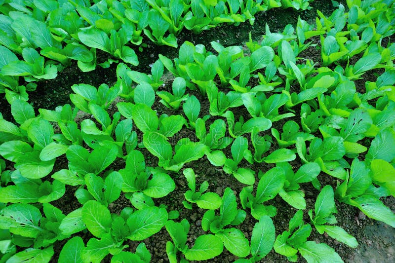 The Growth of Mustard Yellow Flowers Stock Image Image of field, garden 126146037