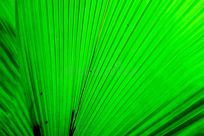 Green Leaf Nature Background Stock Photo Image of sharp, natural