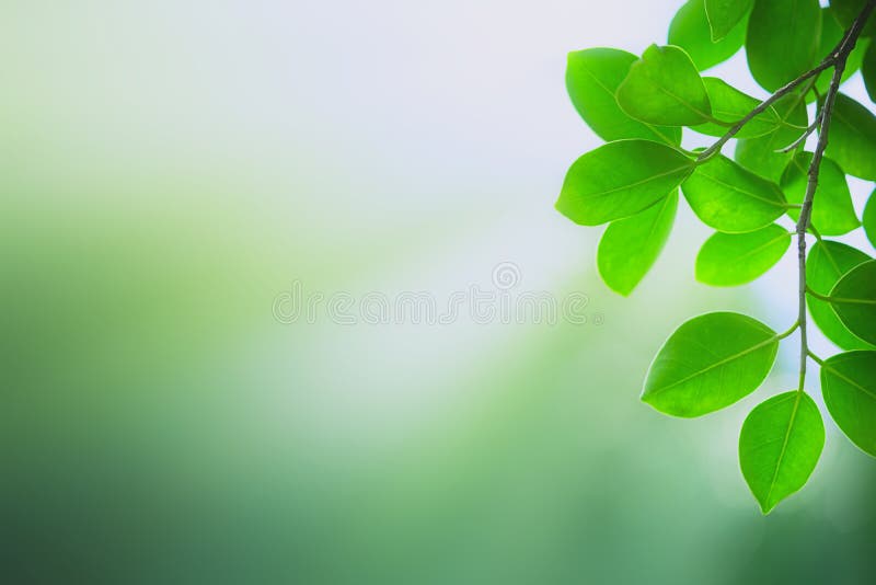 Details 100 greenery background images