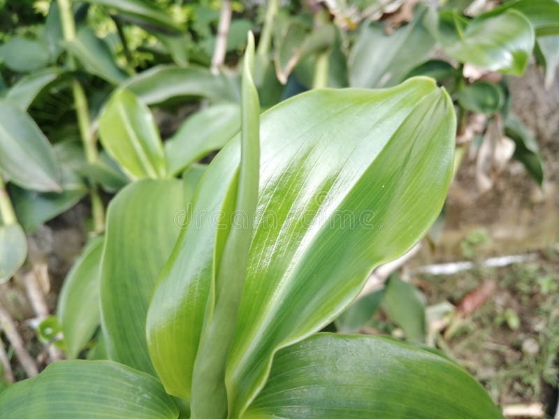 Green leaf from near stock image. Image of nature, leaf 201752787