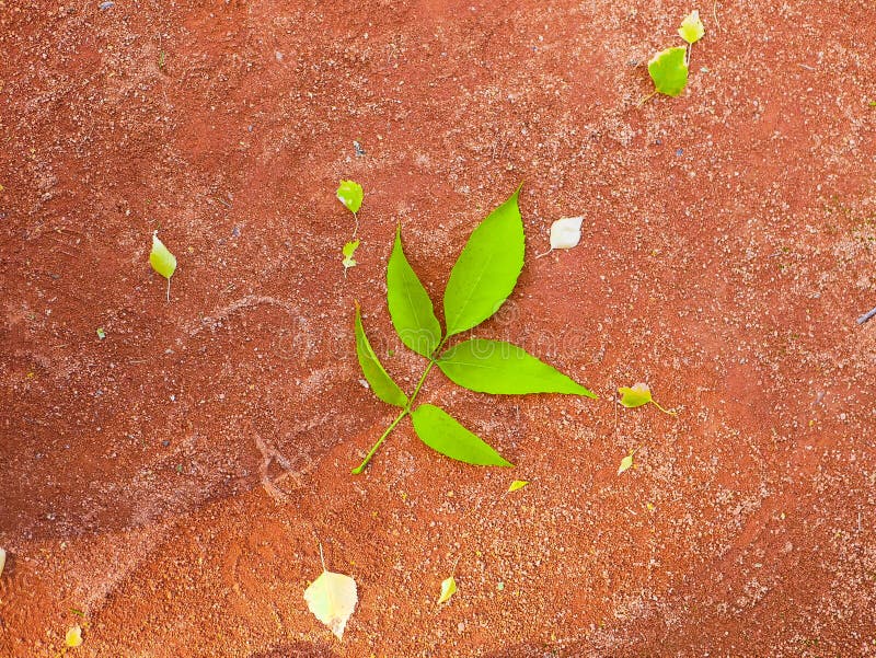 Green Leaf on an Orange Background. Bright Big Green Leaf Orange