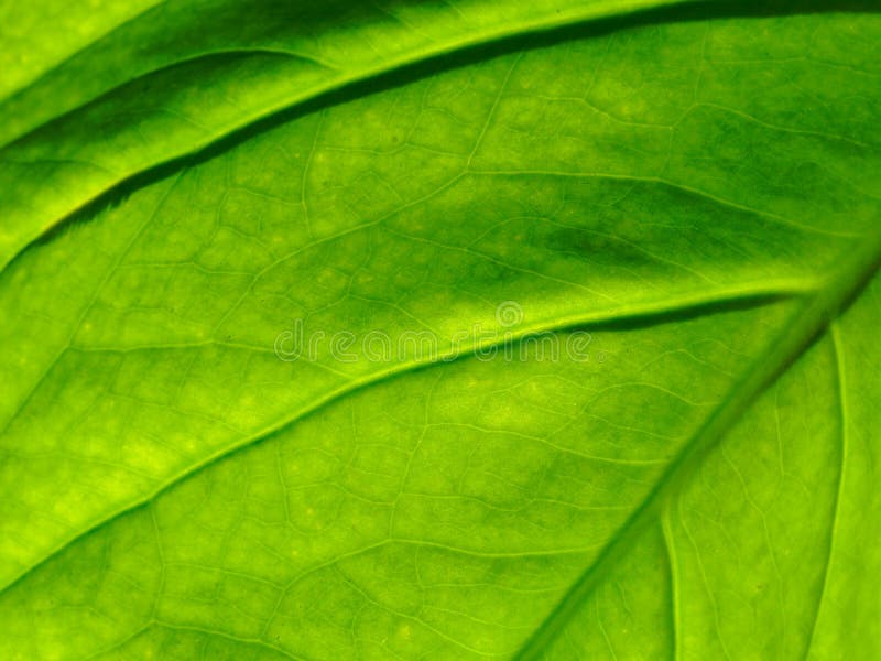 Green leaf organic texture with vein and small netted vein in pattern or abstract form used as background. Close up shot of green leaf organic texture with vein stock images Green leaf organic texture with vein and small netted vein in pattern or abstract form used as background. Close up shot of green leaf organic texture with vein stock images