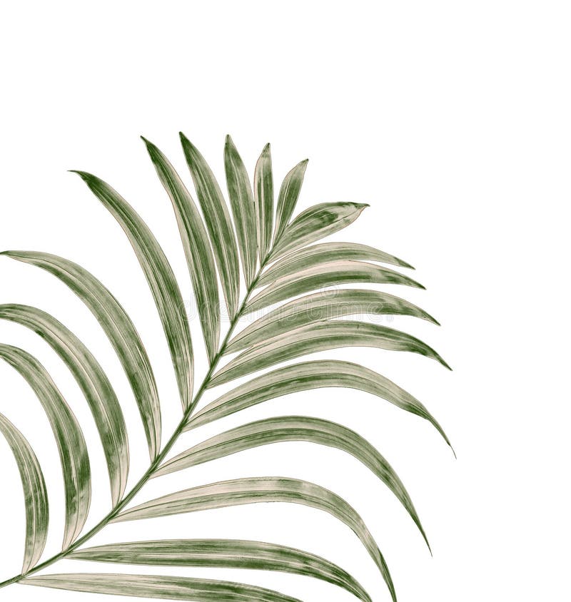 Green Leaf Of Palm Tree Background Stock Image - Image of frond, flora ...