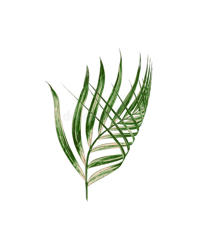 Green leaf of palm tree isolated on white background royalty free stock photography Green leaf of palm tree isolated on white background royalty free stock photography
