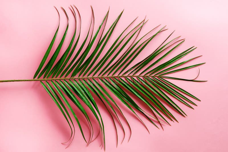 Green Palm Tree Leaf on Pink Background Stock Image Image of beauty