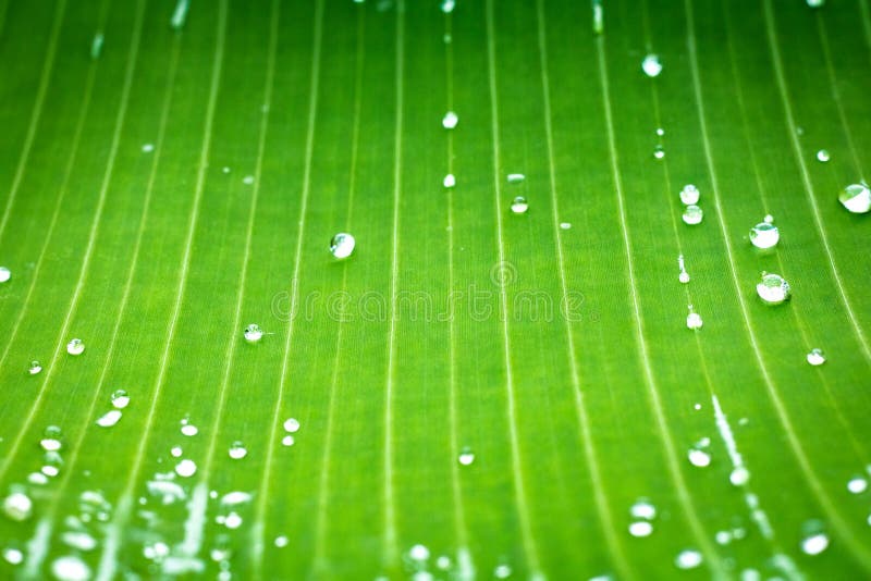 Green leaf pattern and dew with abstract line in nature background. stock photo Green leaf pattern and dew with abstract line in nature background. stock photo