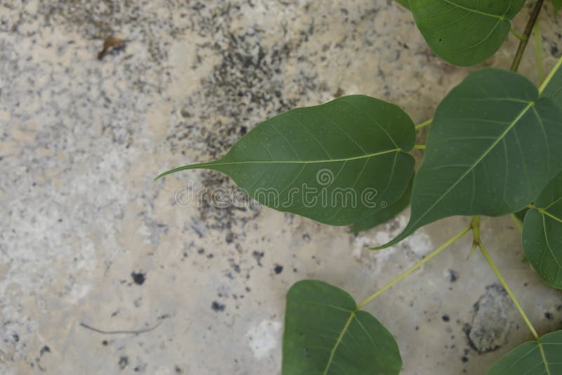 Green leaf Pho leaf stock photo. Image of closeup, leafbothi 96963720