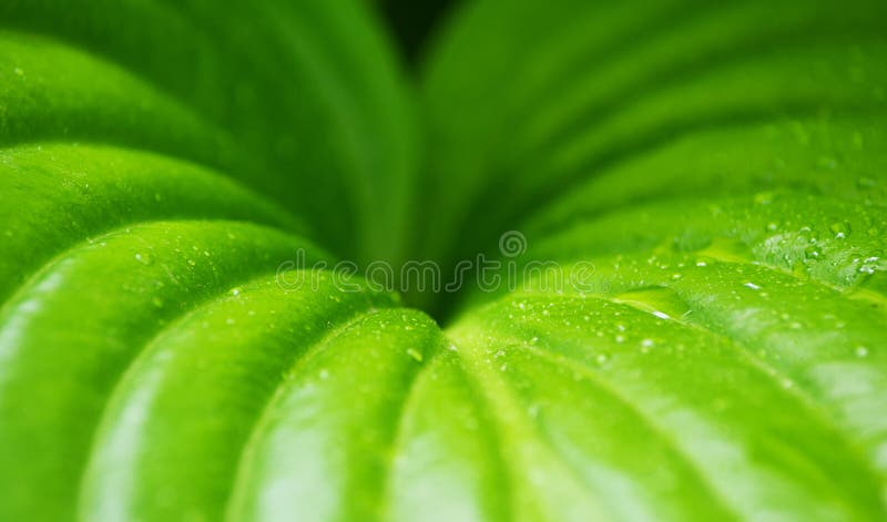 Green leaf plant with dew drops, background